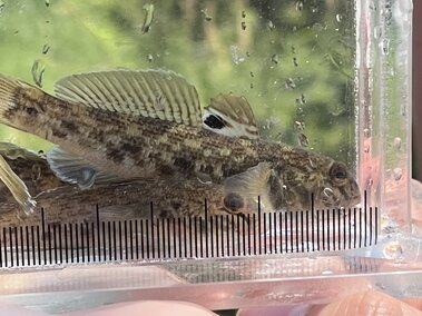A closeup of two round goby fish in a clear tank of water