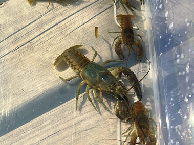 A tank filled with rusty crayfish