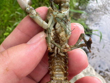 A closeup of an individual holding a rusty crayfish with its underside displayed
