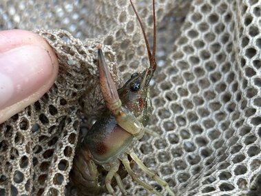 A rusty crayfish tangled in a fishing net with the rust-colored spot on the side of its abdomen visible