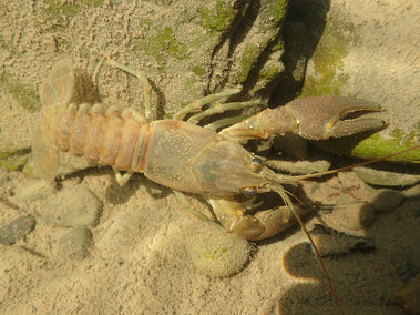 A rusty crayfish submerged under water with the rust-colored spot on the side of its abdomen visible