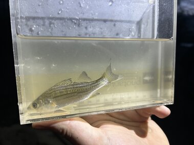 A white perch fish in a tank of water