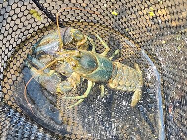 A rusty crayfish caught in a fishing net
