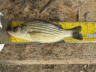 A yellow bass fish on a ruler for scale