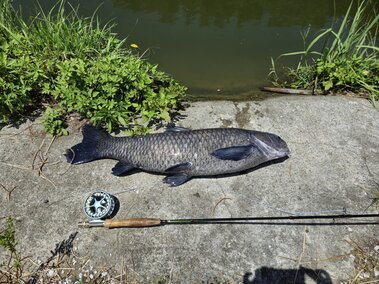 A caught black carp fish laid on a shoreline next to a fishing pole