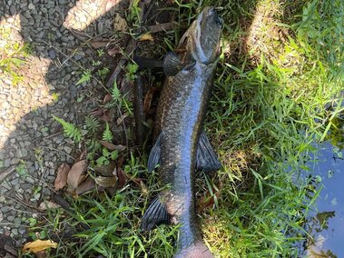 An adult black carp fish on the ground