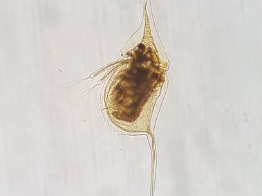 The side profile of a waterflea through a microscope lens