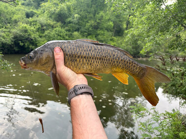 An individual holding a common carp after catching it from a waterbody