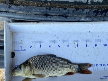 a common carp fish laid on top of a ruler