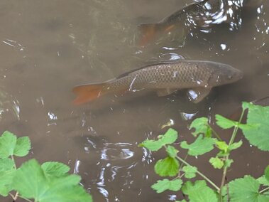 Two common carp fish as seen from above swimming near the water's surface