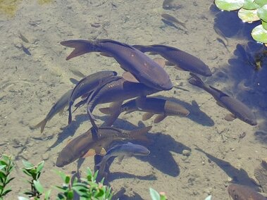 A school of common carp swimming near the water's surface