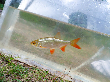 A juvenile rudd fish in a tank of water as seen from the side