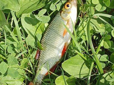 A closeup of a caught rudd fish laid out on some grass