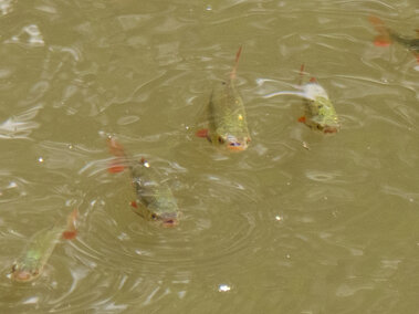 Five rudd fish near the surface of a water body