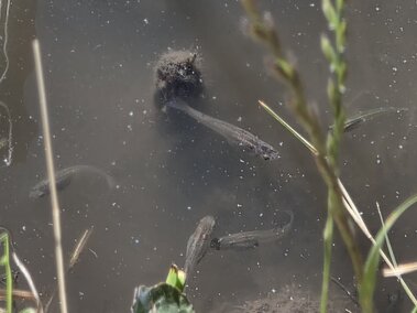 Five western mosquitofish swimming near the surface of murky water as seen from above