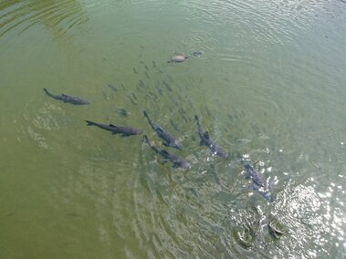 A school of black carp fish swimming in a body of water