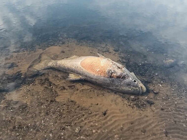 A silver carp fish