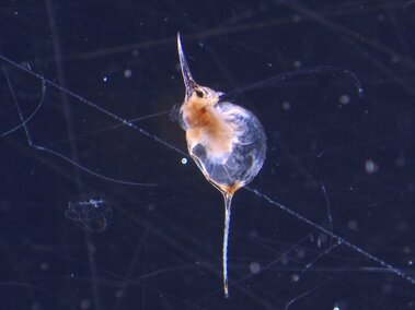 The side profile of a waterflea as seen under a microscope lens