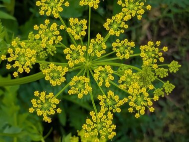 Flowering wild parnsip on a green stem against a background of foliage.