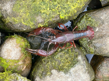 A top profile view of a white river crayfish on some rocks along a shore
