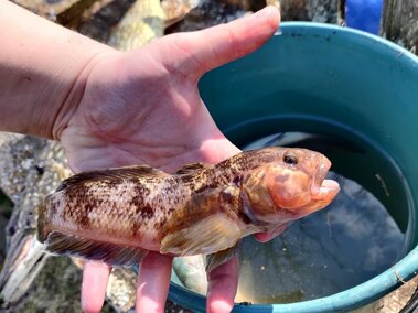 A closeup of an adult round goby fish in an individual's hand