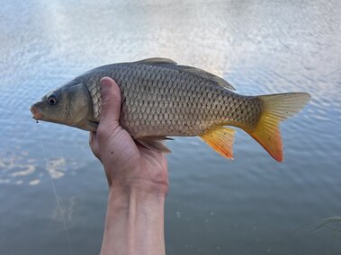 An individual hand holding a common carp fish