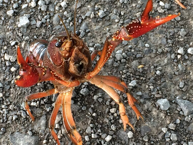 A front profile view of a white river crayfish on some gravel