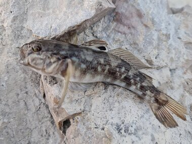 An adult round goby fish