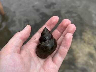 An individual holding a black mystery snail in their hand