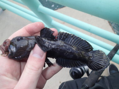 An adult round goby fish in an indvidual's hand