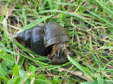 A live black mystery snail on some grass