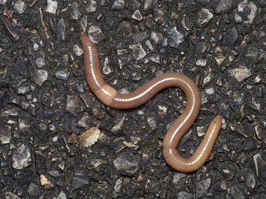 Jumping worm on wet, textured asphalt with scattered debris.