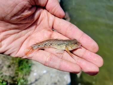 A round goby in an individual's hand