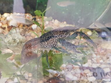 The side profile of a marbled crayfish in an aquarium tank with water