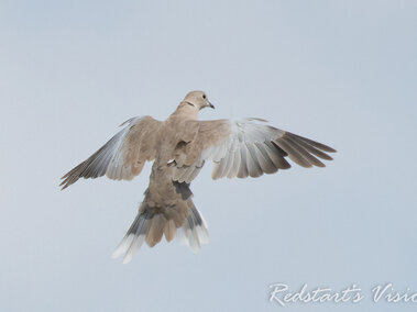 Eurasian collared dove in mid-flight, wings spread against a pale blue sky.