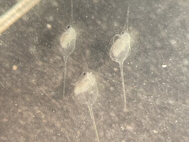 Three waterfleas as seen under a microscope lens