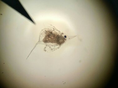 A closeup of a waterflea viewed through a microscope lens
