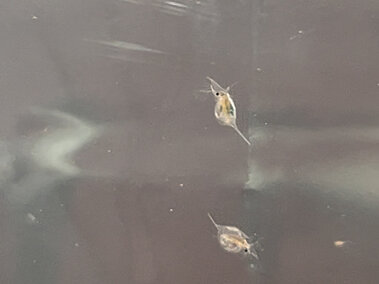 Two waterfleas suspended in liquid as viewed through a microscope lends