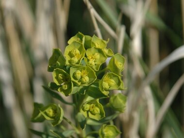 Bright green leafy spurge with clustered flowers, surrounded by tall, dry grass stems.
