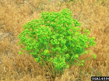 Green leafy spurge surrounded by dry, brown grass in a field.