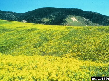 Yellow field of dense leafy spurge with distant green mountains under a clear blue sky.
