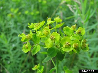Cluster of bright green flowers with rounded petals in a leafy spurge field.