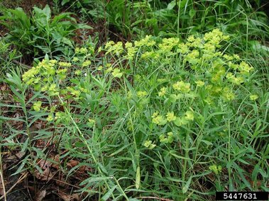 Leafy spurge plants with clusters of small yellow-green flowers in a natural setting.
