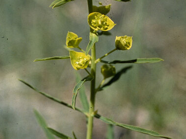 Leafy spurge with yellow cluster blooms and slender green leaves in a natural setting.