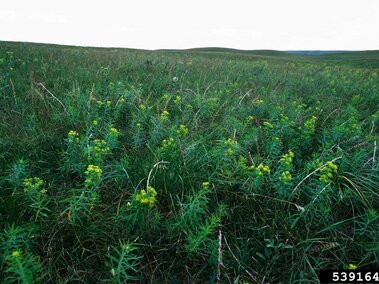 Grassland with scattered flowering leafy spurge under a pale sky.