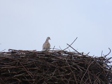 Eurasian collared dove perched on a large nest made of sticks against a pale blue sky.
