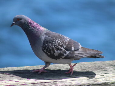 Gray pigeon with iridescent plumage perched on wooden railing near blue water.