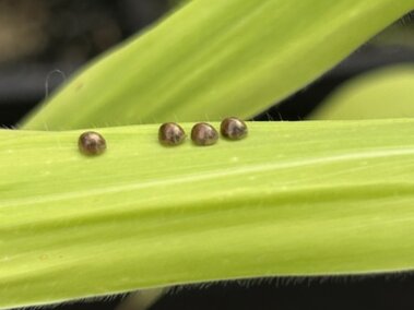 Four small brown eggs on a bright green leaf, with a blurred background.