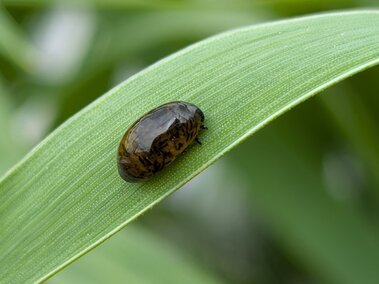 Brown cereal leaf beetle larva resting on a green leaf outdoors.