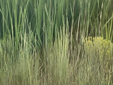 Tall wheatgrass and cattails.